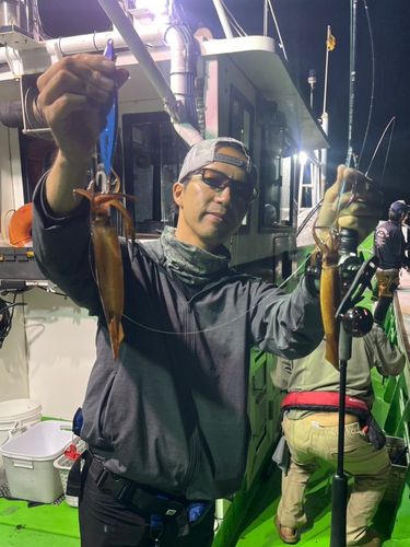 スルメイカの釣果