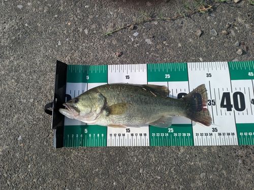 ラージマウスバスの釣果