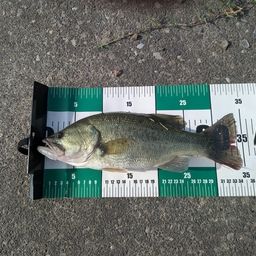 ラージマウスバス