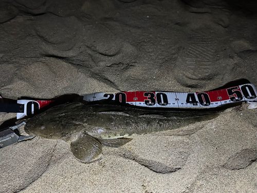 マゴチの釣果