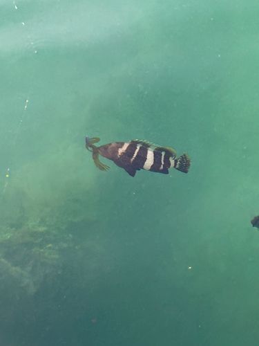 アオハタの釣果