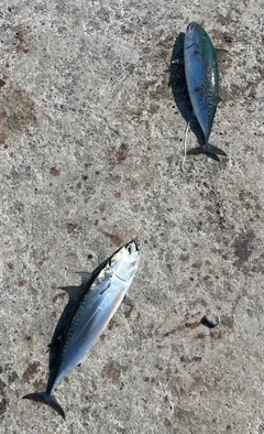 ソウダガツオの釣果