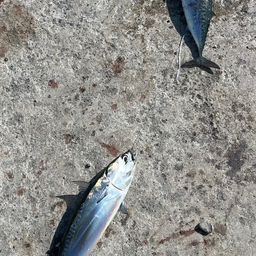 ソウダガツオ