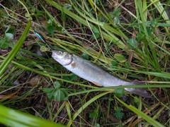 ウグイの釣果