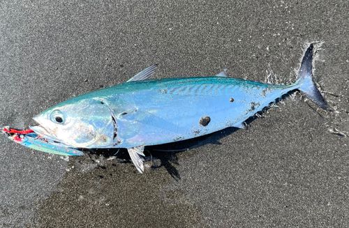 ヒラソウダの釣果
