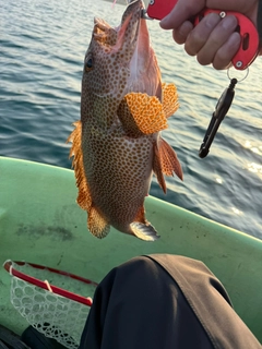 オオモンハタの釣果