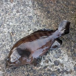 ヤミハタ