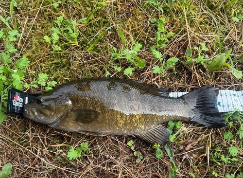 スモールマウスバスの釣果