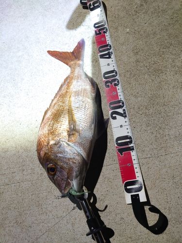タイの釣果