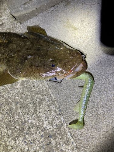 マゴチの釣果
