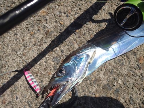 タチウオの釣果