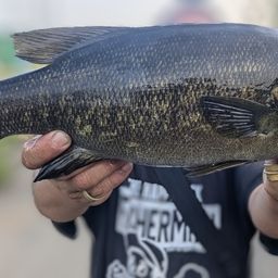 スモールマウスバス