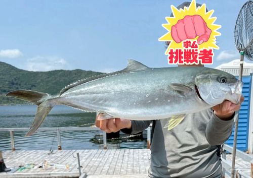 ヒラマサの釣果
