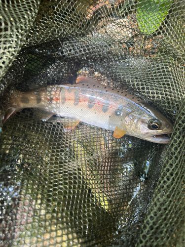 アマゴの釣果