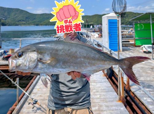 カンパチの釣果