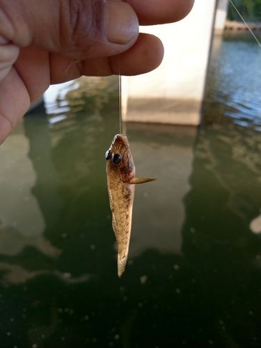 ハゼの釣果