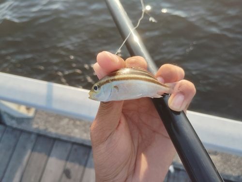 イサキの釣果