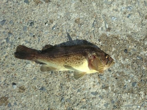 釣果