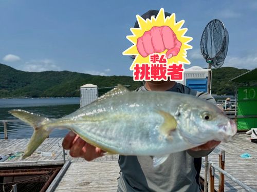 シマアジの釣果