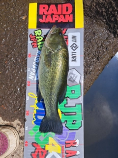 ラージマウスバスの釣果