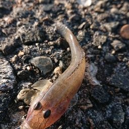 マハゼ