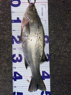 フッコ(ヒラスズキ)の釣果