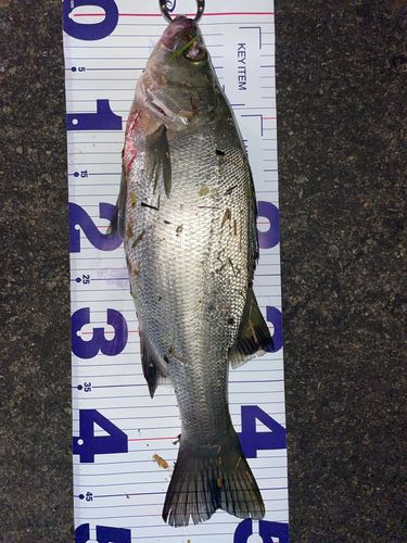フッコ（ヒラスズキ）の釣果