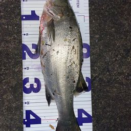 フッコ（ヒラスズキ）