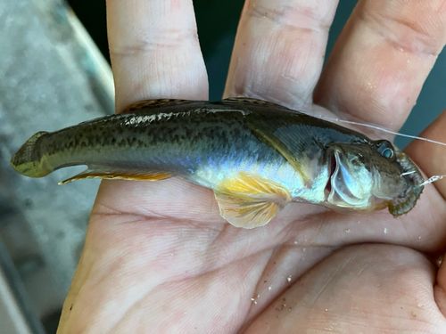 マハゼの釣果