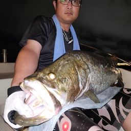 アカメ