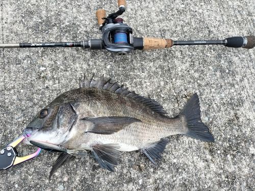 クロダイの釣果