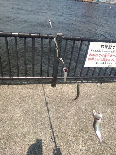 カタクチイワシの釣果