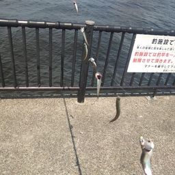 カタクチイワシ