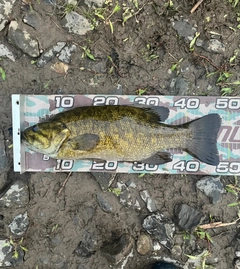 スモールマウスバスの釣果