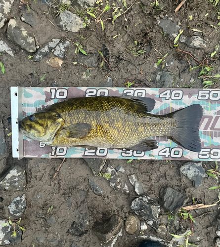 スモールマウスバスの釣果