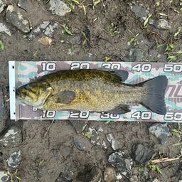 スモールマウスバス