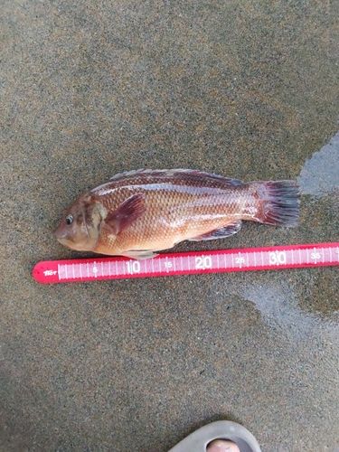 コブダイの釣果