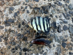 サンバソウの釣果