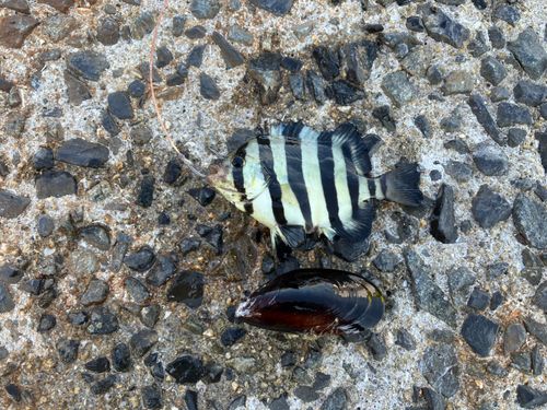 サンバソウの釣果