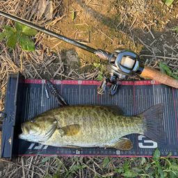 スモールマウスバス