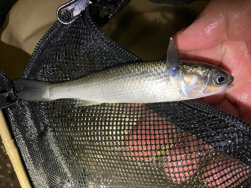 ボラの釣果