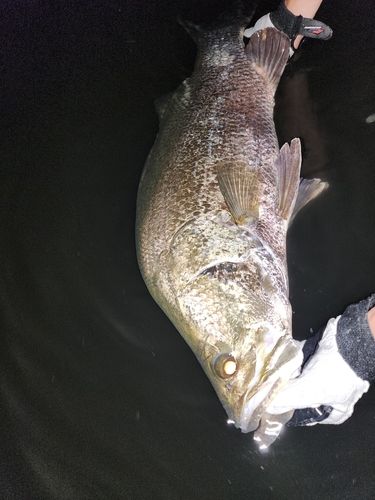 アカメの釣果