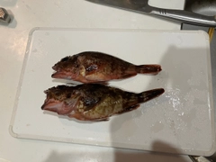 カサゴの釣果