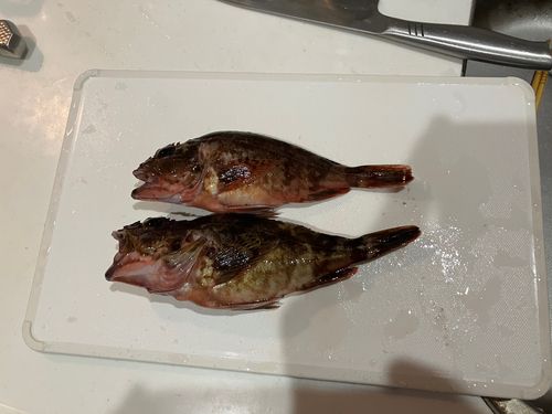 カサゴの釣果
