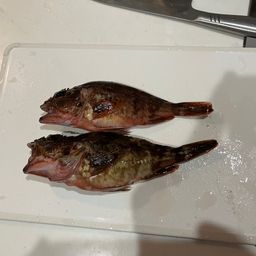 カサゴ
