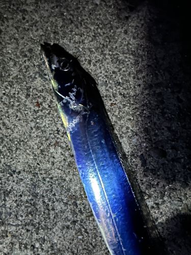 タチウオの釣果