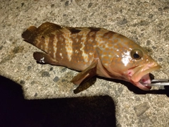 キジハタの釣果