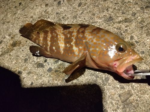 キジハタの釣果