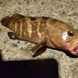 キジハタ