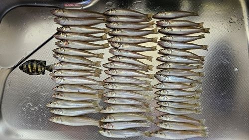 シロギスの釣果